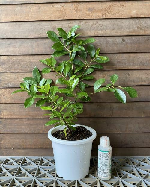 Amazon.co.jp: ストロベリーグアバ（赤実グアバ）5寸鉢植え ：熱帯果樹